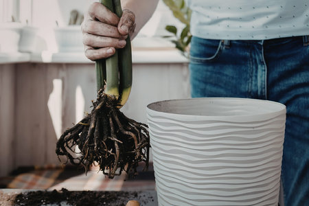 A person holding a plant with roots over a white potの写真素材