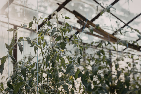 This image shows plants growing inside a greenhouse. The plants are tall with green leaves and are supported by wires and a trellis system. The greenhouse has a glass roof and walls, allowing natural light to filter in.の写真素材