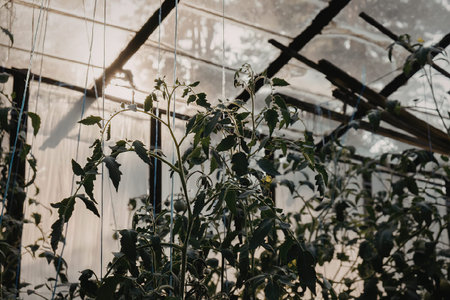 The image shows plants growing inside a greenhouse. The plants are tall with green leaves and are supported by strings tied to the roof. The background is the glass wall of the greenhouse with sunlight shining through.の写真素材