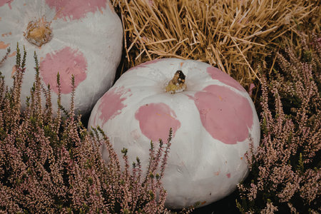 Two white pumpkins with pink spots sitting in a field of hay and purple flowers.の写真素材