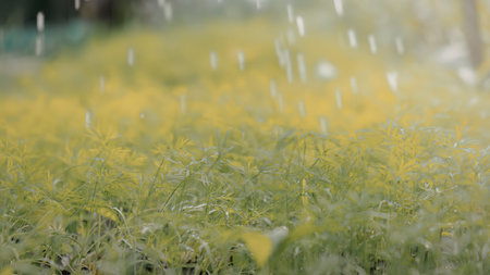 A serene image of raindrops falling on a vibrant green grassy area, creating a soothing and peaceful atmosphere.の写真素材