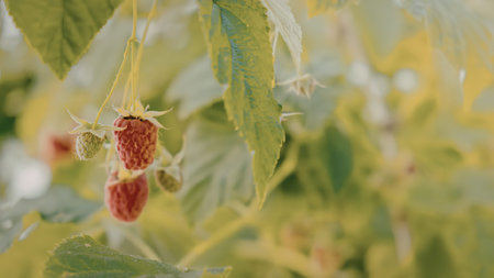 A close-up view of ripe red raspberries hanging from a green bush with vibrant leaves.の写真素材