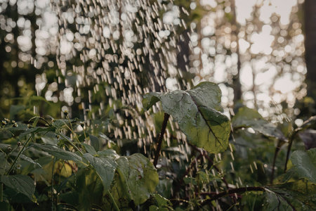 Close-up of water spraying on green leaves in a forest, highlighting the freshness and serenity of...