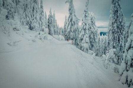 a serene winter scene featuring snow covered trees and a snow covered road