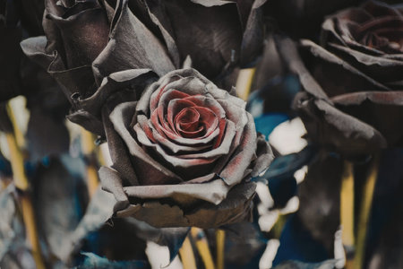 This image features a close-up of black roses with a red center, showcasing their unique and striking appearance.の写真素材