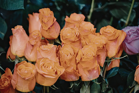A close-up photograph of a bunch of orange roses with green leaves and one purple rose in the...