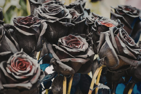 A close-up image of a bouquet of black roses with red centers, showcasing their dark petals and vibrant inner details.の写真素材