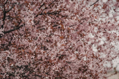 A stunning close-up view of a cherry blossom tree with vibrant pink flowers