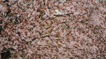 A stunning image of a cherry blossom tree with vibrant pink flowers