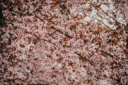 A stunning image of pink cherry blossoms in full bloom, with delicate flowers covering the branches.