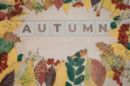 The image features a decorative arrangement of autumn leaves and red berries on a light surface with the word 'AUTUMN' in the center.の写真素材