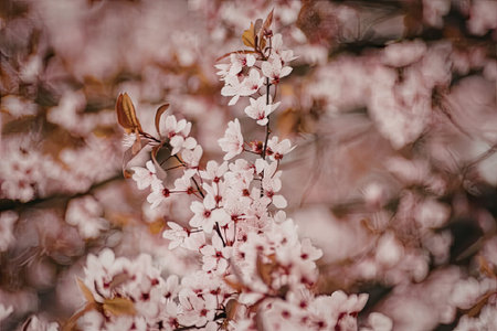 A stunning close-up of pink cherry blossoms with delicate petals and vibrant red centers, set...