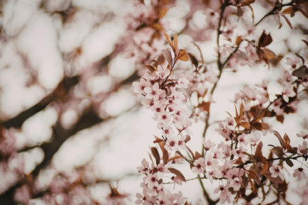 A close-up view of delicate pink cherry blossoms on a tree branch with blurred background.