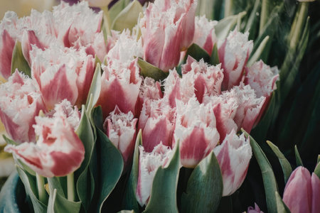 A close-up view of vibrant pink and white tulips with green leaves, showcasing their unique and delicate petals.の写真素材