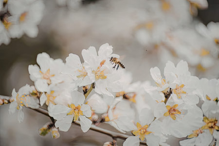 A close-up image of a bee collecting nectar from white cherry blossoms with a blurred background.の写真素材