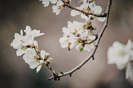 A close-up view of white flowers blooming on a tree branch with a blurred background, showcasing the...