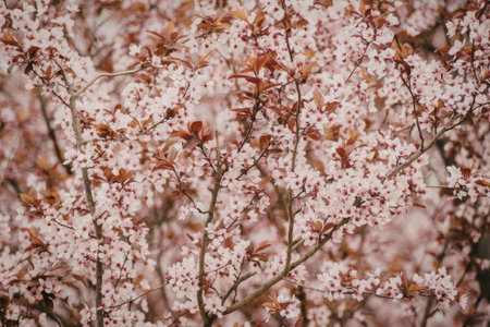 A close-up view of a cherry blossom tree with pink flowers and brown branches