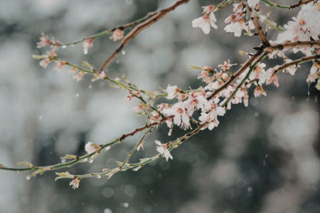 A close-up of a cherry blossom branch with pink flowers and green leaves during snowfall.
