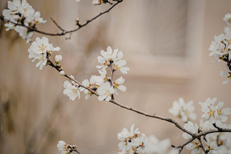 A close-up view of a tree branch adorned with white flowers, set against a blurred background.