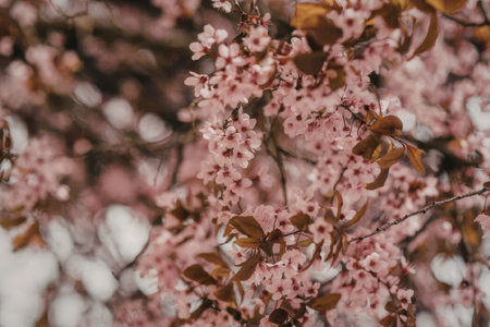 A close-up view of pink flowers blooming on tree branches with dark brown leaves.