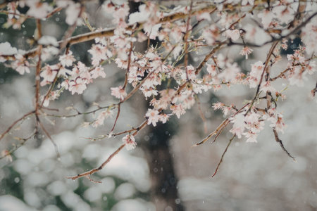 A serene winter scene featuring cherry blossoms with pink flowers and snow-covered branches