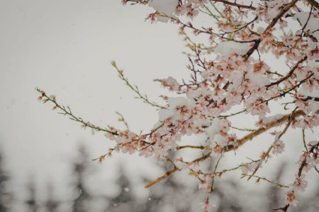 A close-up view of cherry blossom branches with pink flowers against a blurred background of trees...