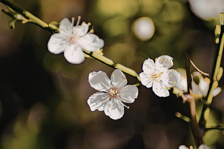 A close-up view of small white flowers with yellow centers on a green stem, set against a blurred...