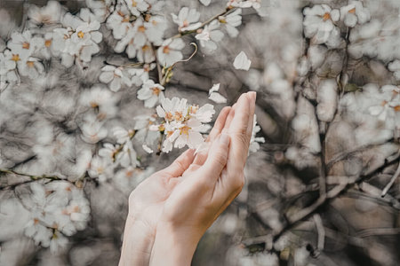 A person's hand reaching out to gently touch white flowers on a blooming tree.