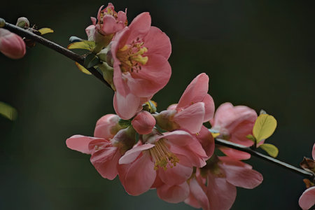 A close-up of pink flowers on a branch with green leaves and a blurred dark background.の写真素材