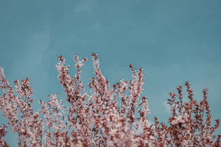 A serene scene featuring pink blossoms against a clear blue sky, highlighting the beauty of nature...