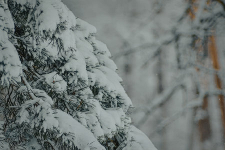 A close-up view of snow covered evergreen tree branches in a winter landscape
