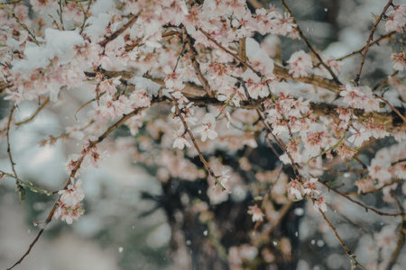 A close-up of snow-covered cherry blossom tree branches with pink flowers