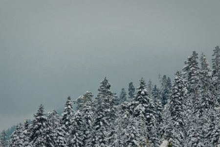 A serene landscape of snow-covered evergreen trees set against a grey sky, evoking a sense of winter's chill.の写真素材