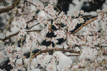 A close-up view of snow-covered cherry blossom tree branches with pink flowers
