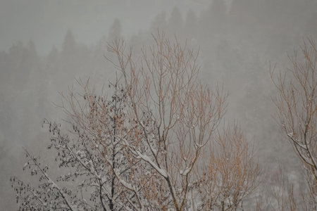 A serene winter scene featuring snow-covered bare trees in the foreground and a blurred forest in...