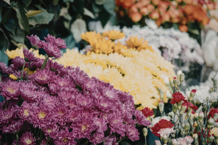 A colorful arrangement of chrysanthemum flowers in various hues, including purple, yellow, orange,...