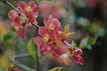 A close-up view of a branch with multiple vibrant pink flowers and green leaves, showcasing the beauty of nature.の写真素材