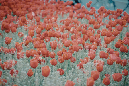 A field of bright red poppies swaying gently, showcasing their vibrant color and delicate petals.の写真素材