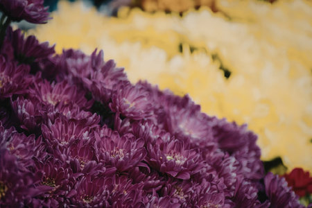 A close-up image of purple and yellow chrysanthemum flowers, showcasing their vibrant colors and delicate petals.の写真素材
