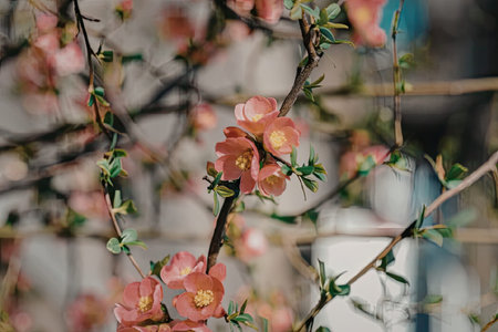 A close-up image of vibrant pink flowers with yellow centers, set against a blurred background of branches and greenery.の写真素材