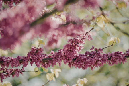 A close-up view of a branch with vibrant pink flowers and green leaves, showcasing the beauty of nature.の写真素材