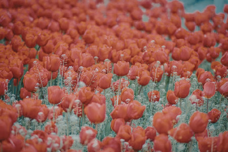 A vast field of bright red flowers swaying gently in the breeze, showcasing their delicate petals...