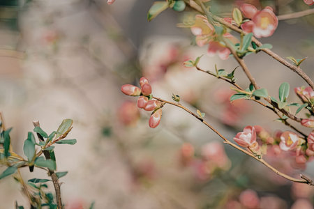 a close-up of a tree branch with vibrant pink flowers and green leaves