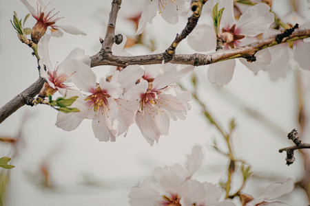A close-up view of a branch with pink flowers and green leaves on a gray background.の写真素材