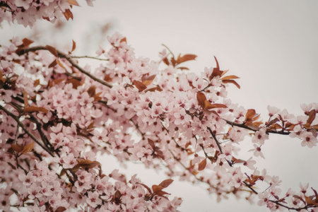 A close-up photo of a cherry blossom tree branch with pink flowers and red leaves against a white...