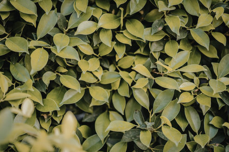 This image presents a detailed view of a dense arrangement of vibrant green leaves, showcasing their...