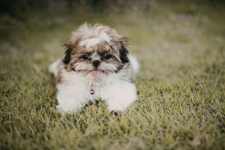 A small, fluffy puppy with brown and white fur lies on green grass, licking its lips.