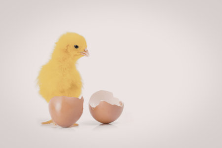 A small yellow chick standing in a broken eggshell next to another half of the eggshell on a white...