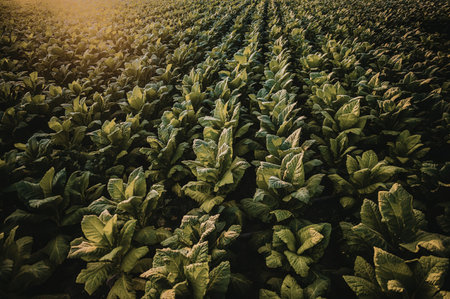A field of green plants growing in rows, possibly a farm or agricultural setting.