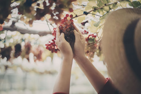A woman in a vineyard picking grapes from the vine on a sunny day.